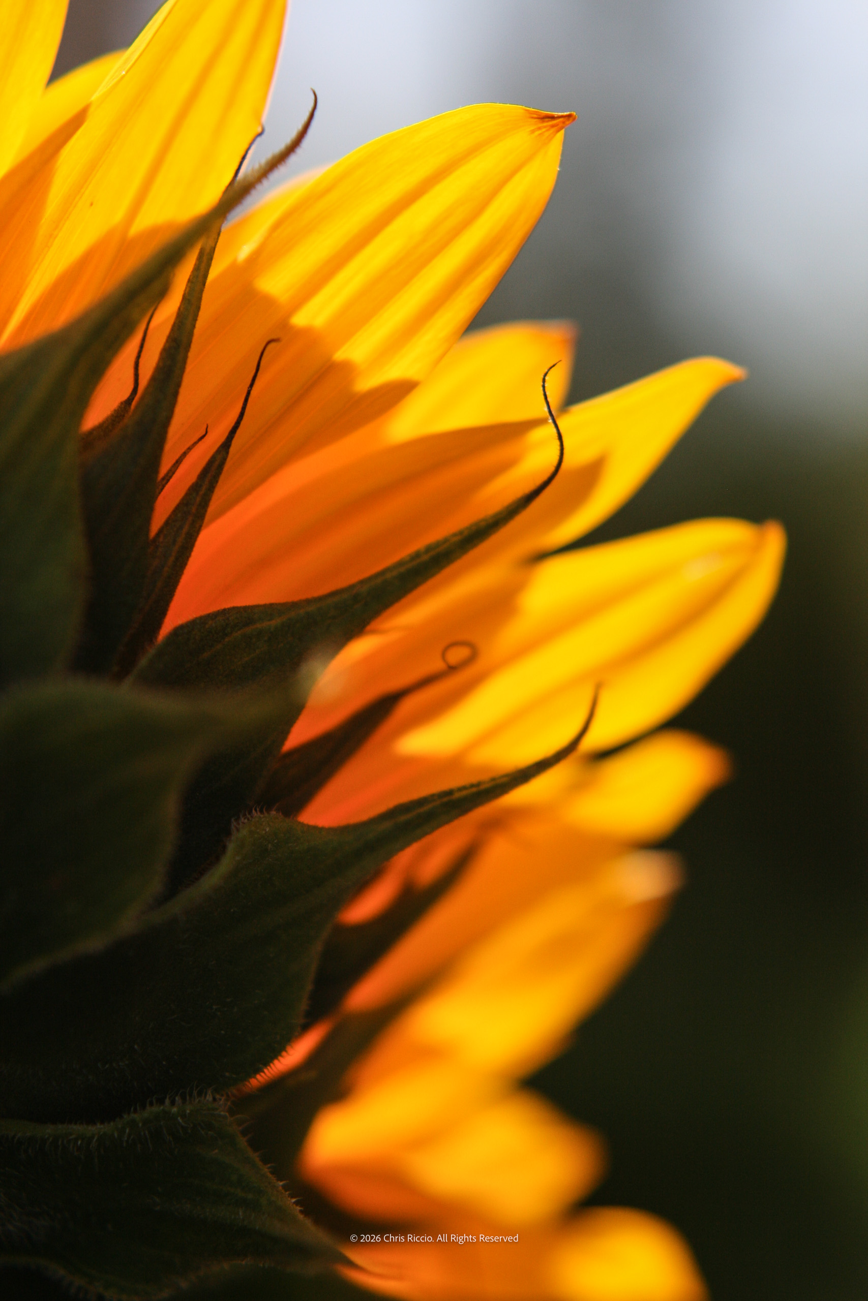 The Other Side of the Sunflower